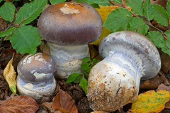 Cortinarius praestans