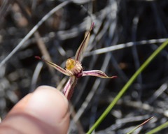 Caladenia sigmoidea