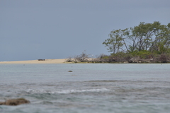 Egretta sacra albolineata