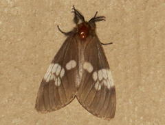 Palasea albimacula