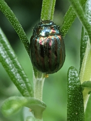 Chrysolina americana