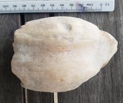 Mesoplodon