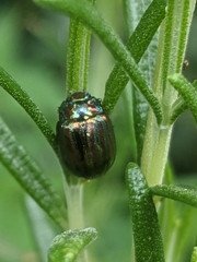 Chrysolina americana