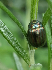 Chrysolina americana