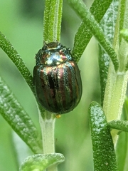 Chrysolina americana