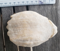 Mesoplodon