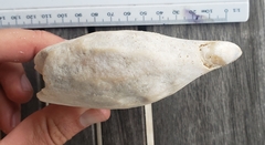 Mesoplodon