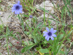 Felicia heterophylla