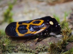 Trichoscarta chersonesia