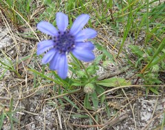 Felicia heterophylla