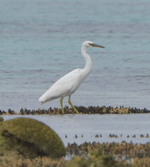 Egretta sacra albolineata