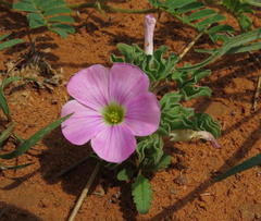 Oxalis lawsonii