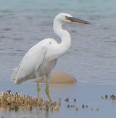 Egretta sacra albolineata