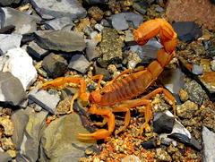 Parabuthus mossambicensis