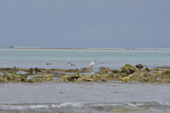 Egretta sacra albolineata