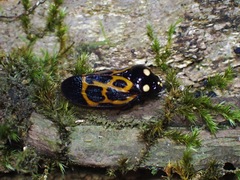 Trichoscarta chersonesia
