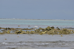 Egretta sacra albolineata