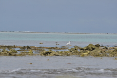 Egretta sacra albolineata