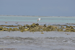 Egretta sacra albolineata