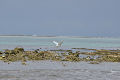Egretta sacra albolineata