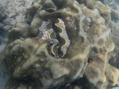 Tridacninae