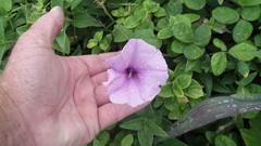 Ipomoea ficifolia