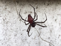 Nephilingis borbonica