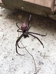 Nephilingis borbonica