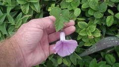 Ipomoea ficifolia