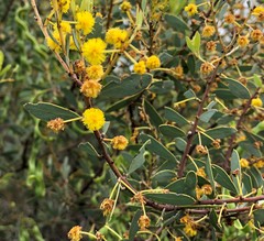 Acacia brachybotrya