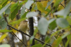 Phylloscopus collybita