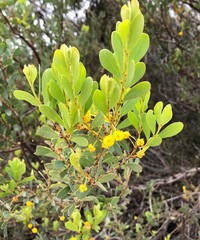 Acacia brachybotrya