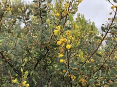 Acacia brachybotrya