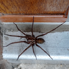 Eratigena
