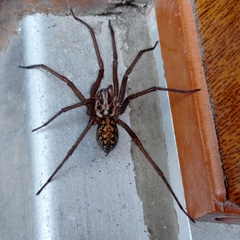 Eratigena