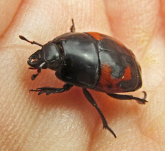 Hister quadrimaculatus
