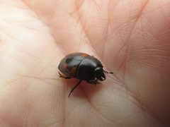 Hister quadrimaculatus