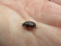 Hister quadrimaculatus