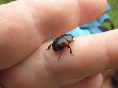 Hister quadrimaculatus