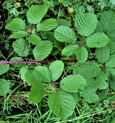 Rubus errabundus