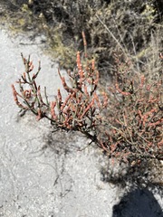Ephedra breana