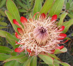 Protea susannae