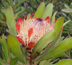 Protea susannae