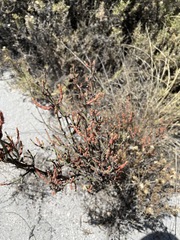 Ephedra breana