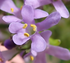 Selago villicaulis