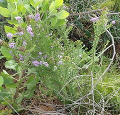Selago villicaulis