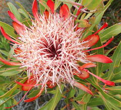 Protea susannae