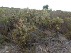 Protea susannae