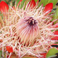 Protea susannae