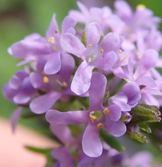 Selago villicaulis